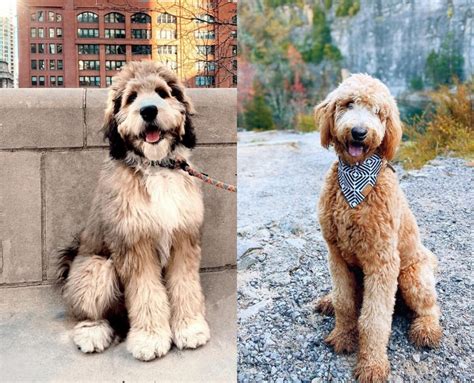  Both Goldendoodles and Bernedoodles have very similar hair coats