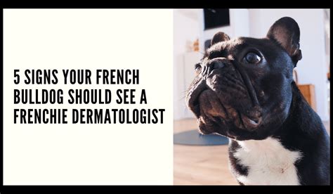  Both are signs that your Frenchie may need to see the veterinarian