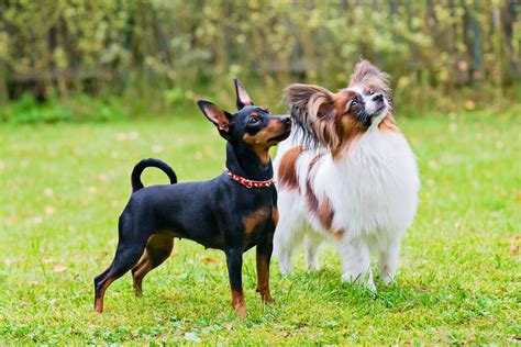  Both breeds are prized for their adorable and unique looks, their loving personalities, and their petite size