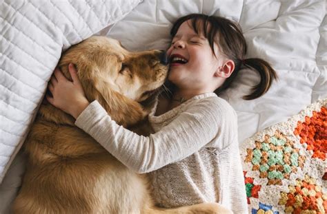  Both breeds thrive on human affection and offer