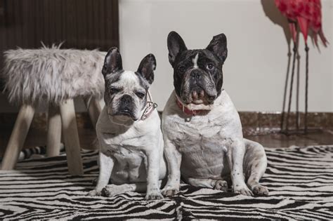  Both male and female French Bulldogs will stand around seven to nine inches on average