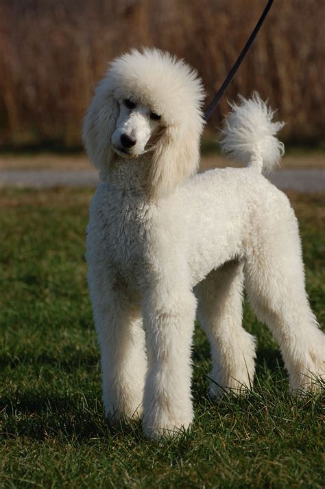  Both male and female Poodles at this age stand at around 18 to 22 inches tall, which for some Poodles is already their full adult height
