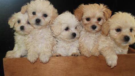  Both mom and dad are Maltipoo dogs as well