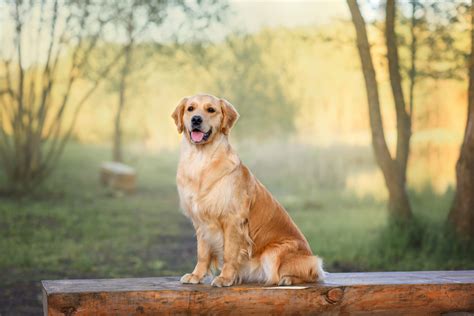  Both of the parent breeds in this cross are highly intelligent and highly trainable, so the Golden Labrador should be no different