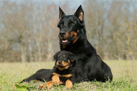  Both parent breeds have a history of being protective family pets