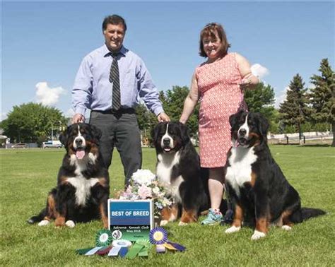 Both parents are registered in the Canadian Kennel Club