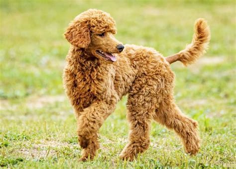  Both poodles and golden retrievers score in the top five of the smartest dog breeds, according to the Goldendoodle Association of North America