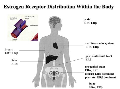  Both receptors have different distributions throughout the body