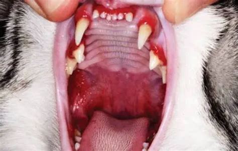  Both stomatitis and gingivitis in cats may present with very similar symptoms, but they are two conditions with different causes