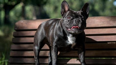  Both the French and English Bulldogs are predisposed to screw tail