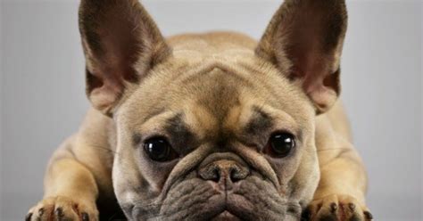  Both the Pug and the French Bulldog are prone to a long list of health problems