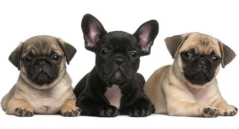  Both the Pug and the French Bulldog make a great family pet