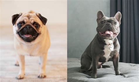  Both the Pug and the Frenchie are prone to a long list of health issues including breathing conditions, this is mainly due to their facial structure
