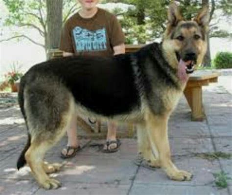  Bottom Line So, how big does a German Shepherd get? Well, German Shepherds are medium to large size dogs, so they can weigh anywhere between lbs
