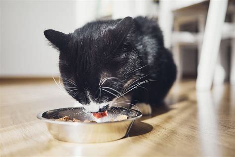  Bottom line Although cats are known to be picky eaters, there are several reasons your cat may suddenly stop eating