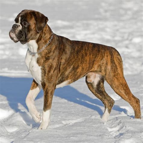  Boxer: cm inches - like lots of other breeds, there can be significant variation according to age and gender and genetics