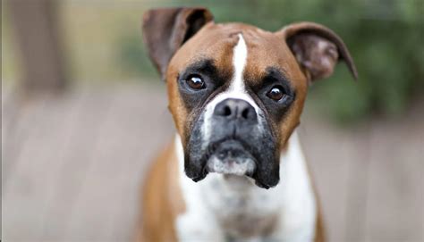  Boxer Breed Guide The Boxer breed is a popular choice among dog owners due to its unique personality, size, and lifestyle
