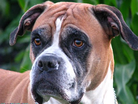  Boxer Health Boxers are generally a healthy breed, but like all dogs, they have certain health conditions to be aware of