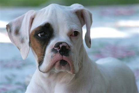  Boxer Health We talked about a slight risk for hereditary deafness in white Boxer dogs