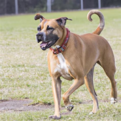  Boxer Mastiffs are athletic dogs who love to run, jump and play