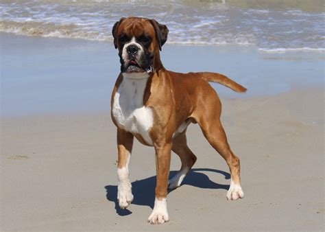 Boxer Puppies and Dogs for Sale in Australia