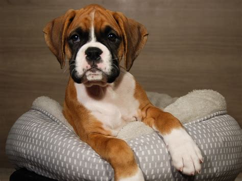  Boxer Puppies for Sale - Petland Iowa City This breed does not require regular grooming; because of its coat, it does not need trimming or stripping