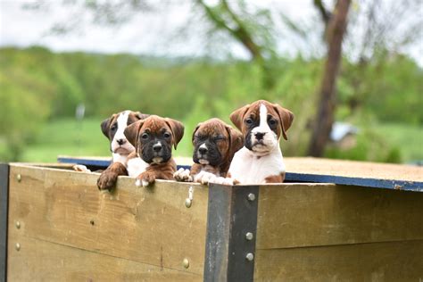  Boxer Puppies for Sale Boxers are upbeat, playful family dogs that have earned a reputation for being protective guardians or watchdogs and silly, bright-eyed, affectionate companions for children