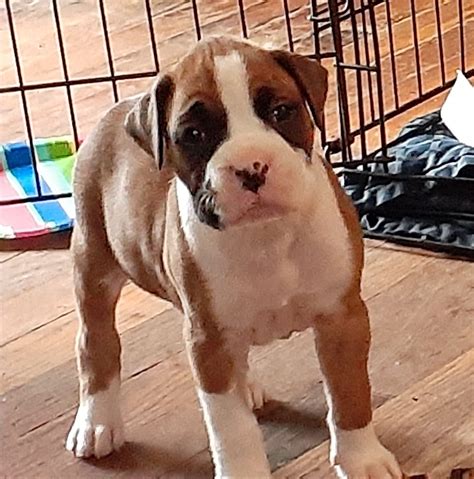  Boxer Puppies for Sale in Alabama