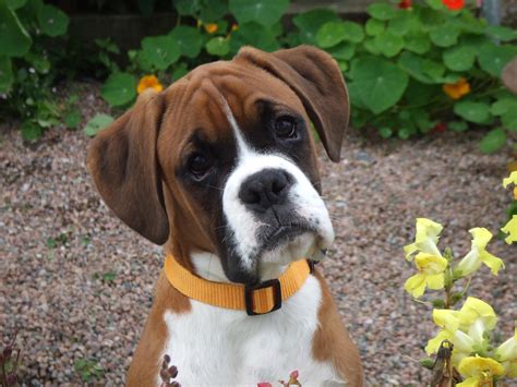  Boxer Rescue Information: Boxer dogs are energetic, playful and intelligent animals, they like to clown around a lot and will keep you laughing
