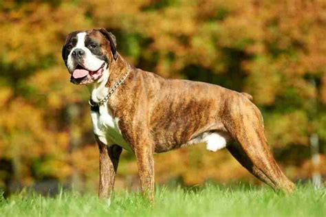  Boxer dogs look intimidating with their stern-looking faces and powerful bodies