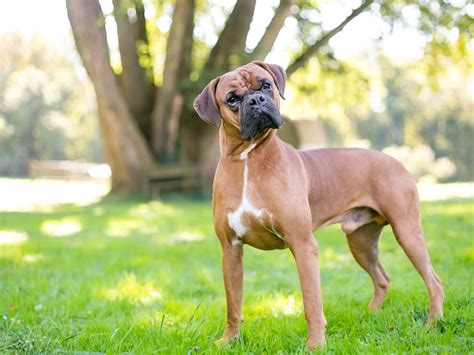  Boxer dogs were originally bred to be medium-size guard dogs