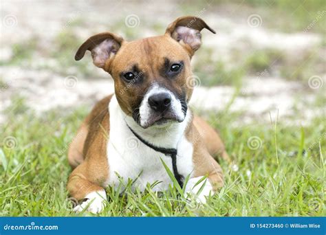  Boxer pitbulls also benefit from time spent outdoors in backyards and parks