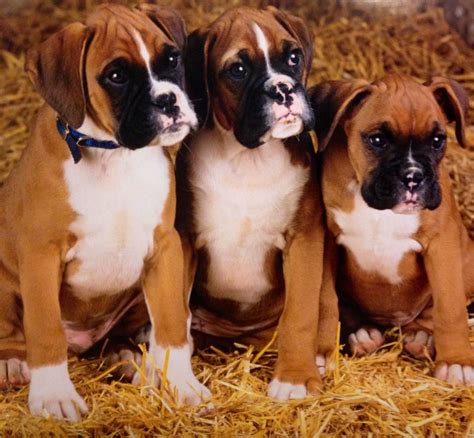  Boxer puppies, in general, love to fool around, be with other human beings, and need some form of recreation
