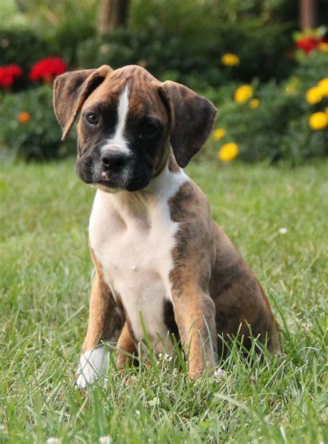  Boxer puppies and dogs in Pennsylvania