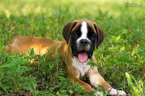  Boxer puppies for sale in Atlanta GA The Boxer dog breed slowly gained popularity throughout Europe in the late s