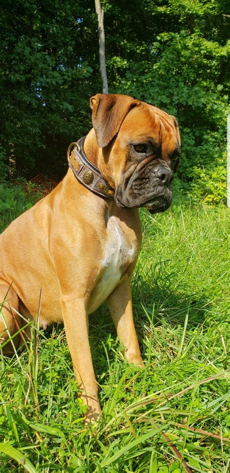  Boxer puppies for sale in Buffalo NY