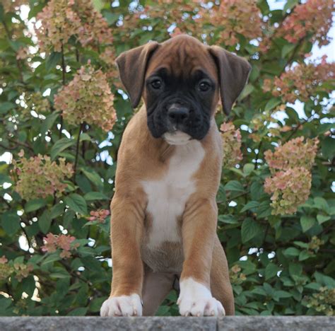  Boxer puppies for sale in Fredericksburg VA The Boxer dog breed slowly gained popularity throughout Europe in the late s