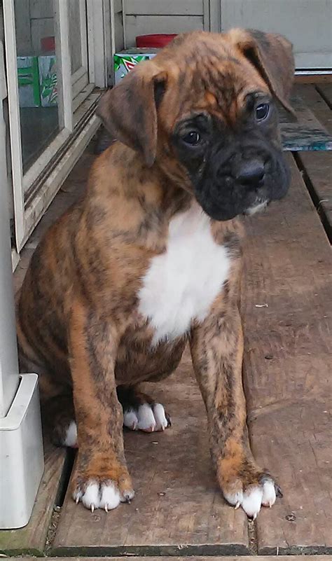  Boxer puppies for sale in Minneapolis MN