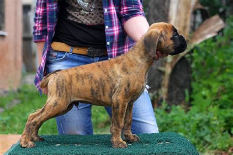  Boxer puppies for sale in Roanoke, VA from trusted breeders