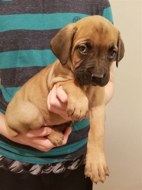  Boxer puppies for sale in Tacoma, Washington