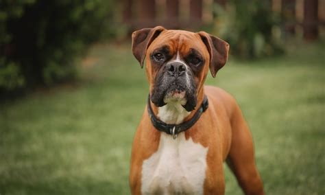  Boxers are an intelligent, playful breed that can provide years of joy and companionship