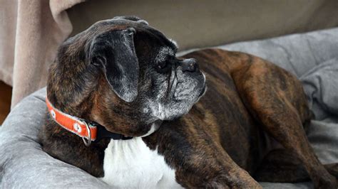 Boxers are at risk for many health issues