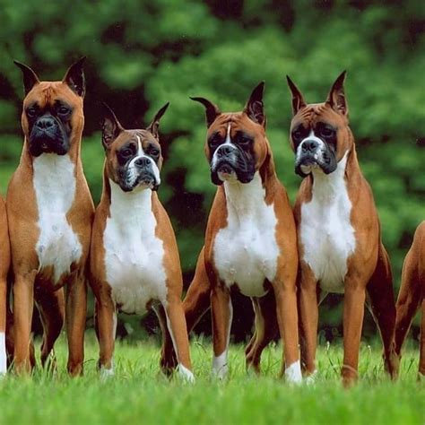 Boxers are characterized as medium to large dogs