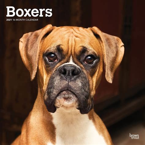  Boxers are energetic dogs and are often described as exuberant, extroverted and at the same time the clowns of the dog world