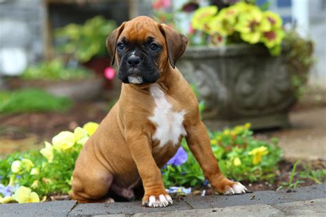  Boxers are good choices for protection dogs, police dogs, service dogs, and guide dogs for the blind