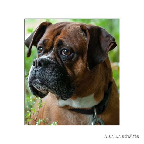  Boxers are intelligent, high-energy, playful dogs that like to stay busy