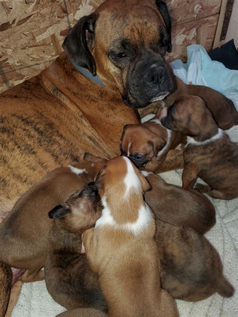  Boxers for Sale in Appleton, WI