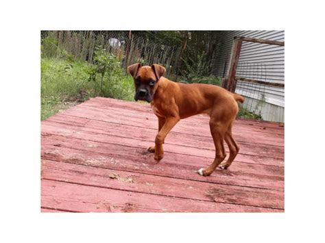  Boxers for Sale in Augusta