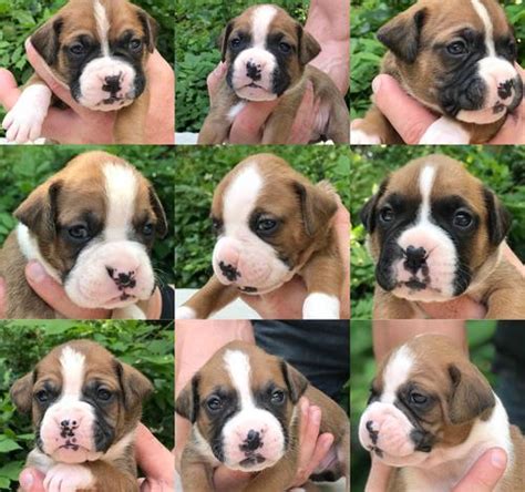  Boxers for Sale in Greenville, SC