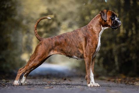  Boxers were bred to be intelligent and noble guard dogs